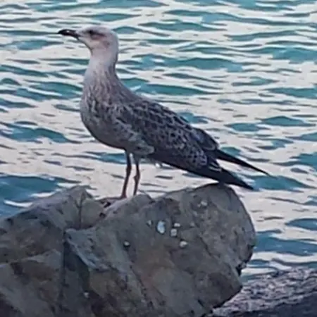 La Piccola Casa Di Rosa Borgo Marola Sul Golfo Apartment La Spezia